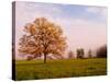 Tree in Foggy Meadow, Cades Cove, Great Smoky Mountains National Park, Tennessee, USA-Adam Jones-Stretched Canvas