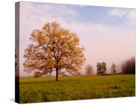 Tree in Foggy Meadow, Cades Cove, Great Smoky Mountains National Park, Tennessee, USA-Adam Jones-Stretched Canvas