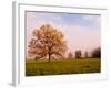 Tree in Foggy Meadow, Cades Cove, Great Smoky Mountains National Park, Tennessee, USA-Adam Jones-Framed Photographic Print