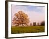 Tree in Foggy Meadow, Cades Cove, Great Smoky Mountains National Park, Tennessee, USA-Adam Jones-Framed Photographic Print