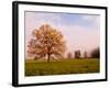 Tree in Foggy Meadow, Cades Cove, Great Smoky Mountains National Park, Tennessee, USA-Adam Jones-Framed Photographic Print