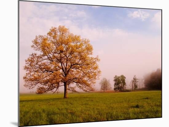 Tree in Foggy Meadow, Cades Cove, Great Smoky Mountains National Park, Tennessee, USA-Adam Jones-Mounted Photographic Print