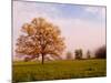 Tree in Foggy Meadow, Cades Cove, Great Smoky Mountains National Park, Tennessee, USA-Adam Jones-Mounted Photographic Print