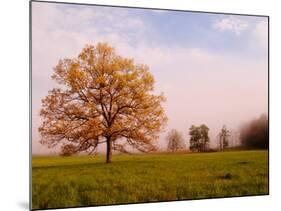 Tree in Foggy Meadow, Cades Cove, Great Smoky Mountains National Park, Tennessee, USA-Adam Jones-Mounted Photographic Print