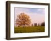 Tree in Foggy Meadow, Cades Cove, Great Smoky Mountains National Park, Tennessee, USA-Adam Jones-Framed Photographic Print