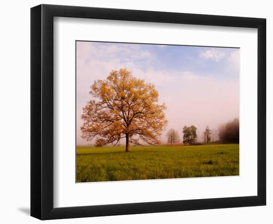 Tree in Foggy Meadow, Cades Cove, Great Smoky Mountains National Park, Tennessee, USA-Adam Jones-Framed Photographic Print