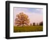 Tree in Foggy Meadow, Cades Cove, Great Smoky Mountains National Park, Tennessee, USA-Adam Jones-Framed Photographic Print