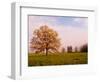 Tree in Foggy Meadow, Cades Cove, Great Smoky Mountains National Park, Tennessee, USA-Adam Jones-Framed Photographic Print