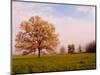 Tree in Foggy Meadow, Cades Cove, Great Smoky Mountains National Park, Tennessee, USA-Adam Jones-Mounted Photographic Print