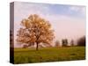 Tree in Foggy Meadow, Cades Cove, Great Smoky Mountains National Park, Tennessee, USA-Adam Jones-Stretched Canvas