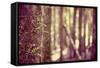 Tree in Forest-Steve Allsopp-Framed Stretched Canvas