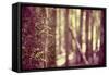 Tree in Forest-Steve Allsopp-Framed Stretched Canvas