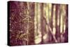 Tree in Forest-Steve Allsopp-Stretched Canvas