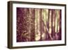 Tree in Forest-Steve Allsopp-Framed Photographic Print