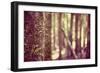 Tree in Forest-Steve Allsopp-Framed Photographic Print