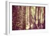 Tree in Forest-Steve Allsopp-Framed Photographic Print