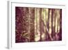 Tree in Forest-Steve Allsopp-Framed Photographic Print