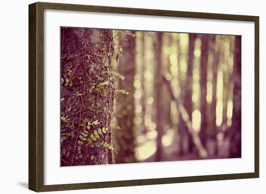 Tree in Forest-Steve Allsopp-Framed Photographic Print