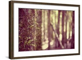 Tree in Forest-Steve Allsopp-Framed Photographic Print