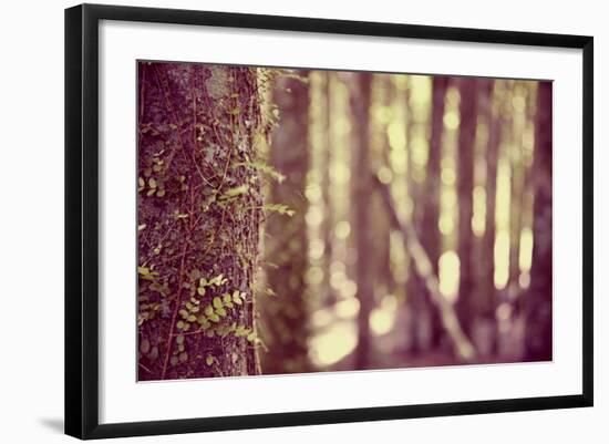 Tree in Forest-Steve Allsopp-Framed Photographic Print