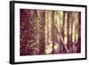 Tree in Forest-Steve Allsopp-Framed Photographic Print