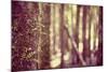Tree in Forest-Steve Allsopp-Mounted Photographic Print