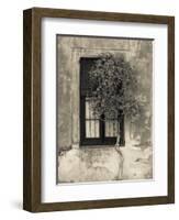 Tree in Front of the Window of a House, Calle San Jose, Colonia Del Sacramento, Uruguay-null-Framed Photographic Print