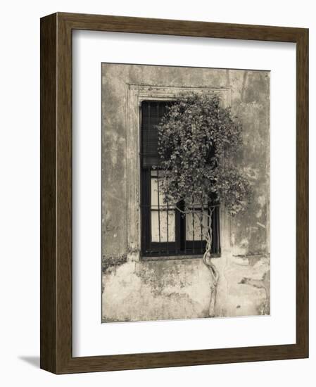 Tree in Front of the Window of a House, Calle San Jose, Colonia Del Sacramento, Uruguay-null-Framed Photographic Print