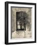 Tree in Front of the Window of a House, Calle San Jose, Colonia Del Sacramento, Uruguay-null-Framed Photographic Print