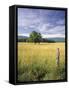 Tree in Grassy Field, Cades Cove, Great Smoky Mountains National Park, Tennessee, USA-Adam Jones-Framed Stretched Canvas