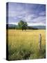 Tree in Grassy Field, Cades Cove, Great Smoky Mountains National Park, Tennessee, USA-Adam Jones-Stretched Canvas