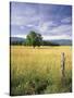 Tree in Grassy Field, Cades Cove, Great Smoky Mountains National Park, Tennessee, USA-Adam Jones-Stretched Canvas