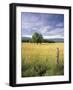 Tree in Grassy Field, Cades Cove, Great Smoky Mountains National Park, Tennessee, USA-Adam Jones-Framed Photographic Print