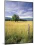 Tree in Grassy Field, Cades Cove, Great Smoky Mountains National Park, Tennessee, USA-Adam Jones-Mounted Photographic Print