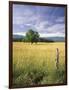 Tree in Grassy Field, Cades Cove, Great Smoky Mountains National Park, Tennessee, USA-Adam Jones-Framed Photographic Print