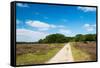 Tree in Heather Landscape with Purple Flowers-Ivonnewierink-Framed Stretched Canvas