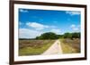 Tree in Heather Landscape with Purple Flowers-Ivonnewierink-Framed Photographic Print