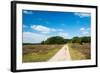 Tree in Heather Landscape with Purple Flowers-Ivonnewierink-Framed Photographic Print