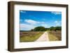 Tree in Heather Landscape with Purple Flowers-Ivonnewierink-Framed Photographic Print