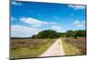 Tree in Heather Landscape with Purple Flowers-Ivonnewierink-Mounted Photographic Print