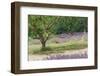 Tree in Lavender Field, in the Grounds of Abbaye Senanque, Provence, France, 1999-Trevor Neal-Framed Photographic Print