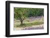 Tree in Lavender Field, in the Grounds of Abbaye Senanque, Provence, France, 1999-Trevor Neal-Framed Photographic Print