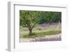 Tree in Lavender Field, in the Grounds of Abbaye Senanque, Provence, France, 1999-Trevor Neal-Framed Photographic Print