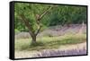Tree in Lavender Field, in the Grounds of Abbaye Senanque, Provence, France, 1999-Trevor Neal-Framed Stretched Canvas