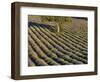 Tree in lavender field-Peter Adams-Framed Photographic Print