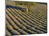 Tree in lavender field-Peter Adams-Mounted Photographic Print