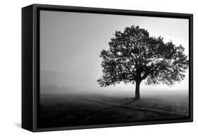 Tree in Mist-null-Framed Stretched Canvas