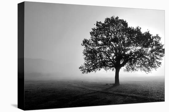 Tree in Mist-null-Stretched Canvas