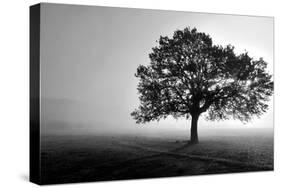 Tree in Mist-null-Stretched Canvas