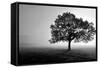 Tree in Mist-null-Framed Stretched Canvas